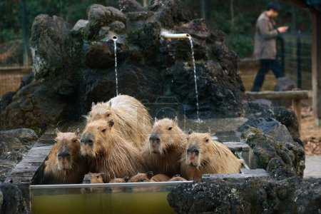 Photo for Capybaras in warm waters - Royalty Free Image