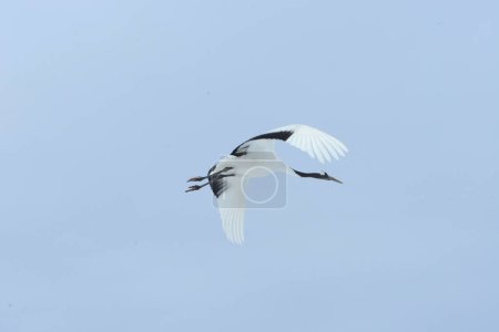 Photo for Japanese crane in flight - Royalty Free Image