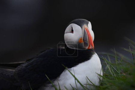 Photo for Close up view of the puffin bird in natural habitat - Royalty Free Image