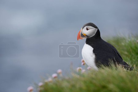 Photo for Close up view of the bird in natural habitat - Royalty Free Image