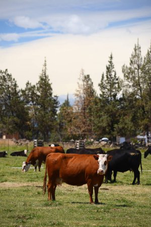 Photo for Cattle in a farm background view - Royalty Free Image
