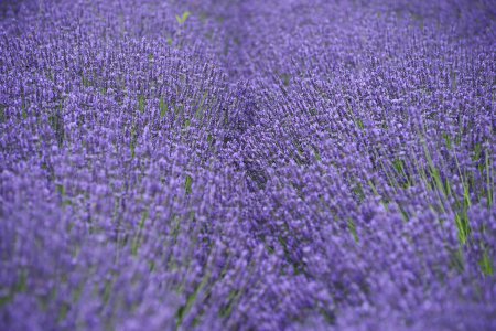 Foto de Hermosas flores de lavanda en flor en hierba de jardín - Imagen libre de derechos