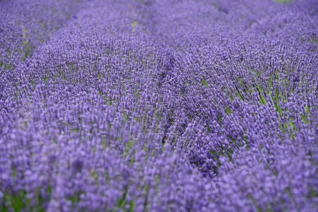 Téléchargez les photos : Belle floraison de fleurs de lavande dans l'herbe du jardin - en image libre de droit