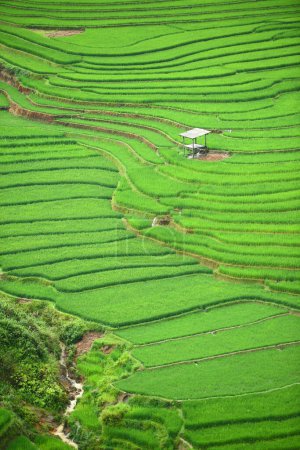 Foto de Vista panorámica del campo de arroz verde - Imagen libre de derechos