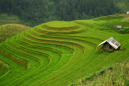 Photo for Scenic view of rice terrace in vietnam - Royalty Free Image
