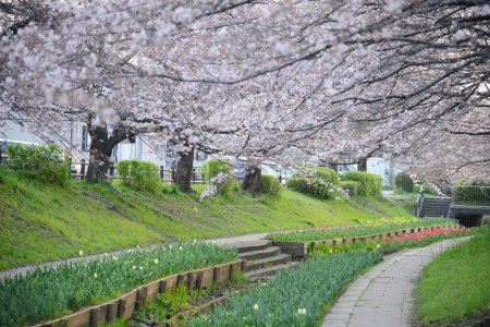 Téléchargez les photos : Fleur de cerisier canal sakura à Tokyo - en image libre de droit