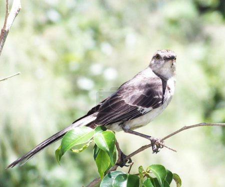 Téléchargez les photos : Oiseau perché sur une branche - en image libre de droit