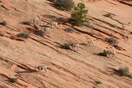 Foto de Cuerno grande oveja fondo vista - Imagen libre de derechos