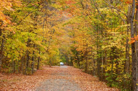 Foto de Camino bordeado de árboles amarillos en otoño - Imagen libre de derechos