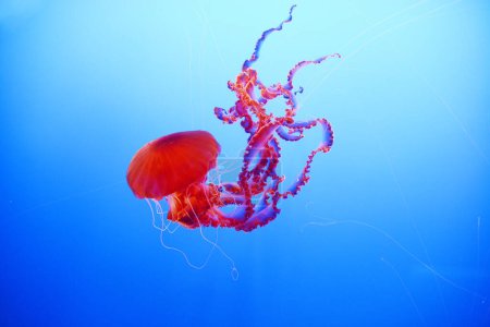 Photo for Aquatic orange Jellyfish swim in blue deep sea water - Royalty Free Image