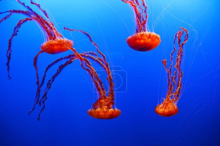 Foto de Medusas de mar, medusas acuáticas en agua azul - Imagen libre de derechos