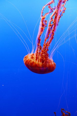 Foto de Naranja acuática Las medusas nadan en aguas azules profundas - Imagen libre de derechos