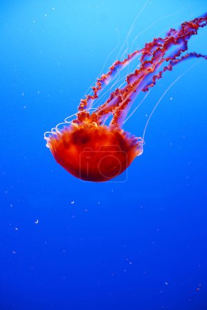 Téléchargez les photos : Méduses orange aquatique nagent dans les eaux profondes bleues - en image libre de droit