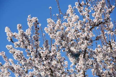Photo for Almond blooming close up - Royalty Free Image