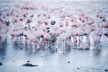 Téléchargez les photos : Flamants roses en bolivie nature vue panoramique - en image libre de droit