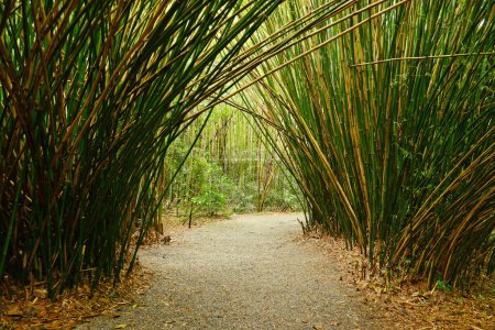 Téléchargez les photos : Jungle avec des bambous vert vif - en image libre de droit