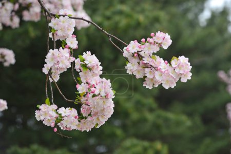 Foto de Flores de cerezo blanco en flor, árbol de sakura de primavera - Imagen libre de derechos