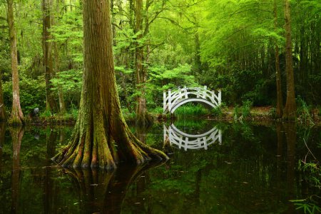 Foto de Puente blanco en pantano - Imagen libre de derechos