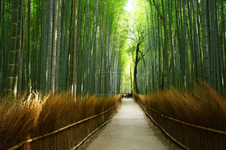 Photo for Scenic view of asian bamboo groove - Royalty Free Image