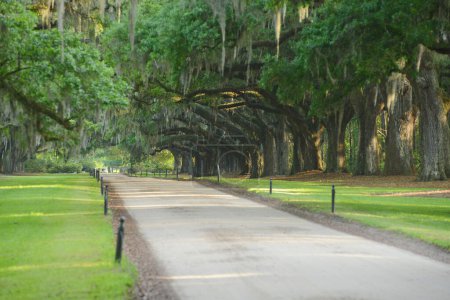 Photo for Scenic shot of beautiful oak row - Royalty Free Image