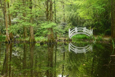 Foto de "puente blanco en pantano
" - Imagen libre de derechos