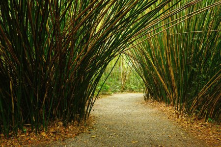 Téléchargez les photos : Jeune bambou vert, scène de nature - en image libre de droit