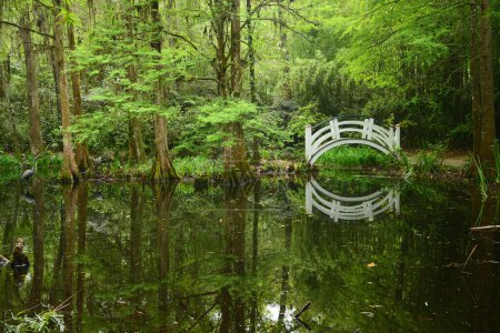 Foto de "puente blanco en pantano
" - Imagen libre de derechos