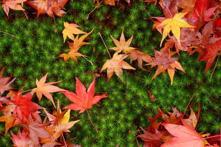 Foto de Primer plano de hojas de arce otoñal - Imagen libre de derechos