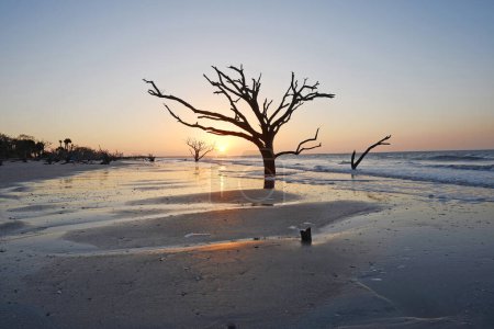Photo for "dead tree on beach" - Royalty Free Image