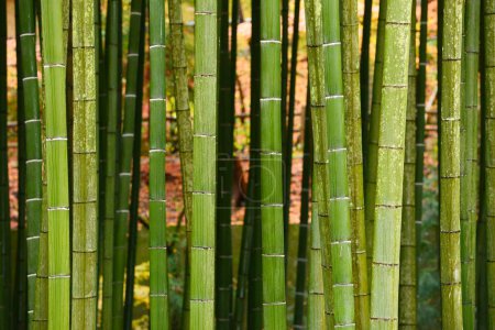 Téléchargez les photos : Paysage naturel de verdure de bambou - en image libre de droit