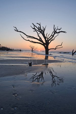 Téléchargez les photos : "Arbre mort sur la plage
" - en image libre de droit