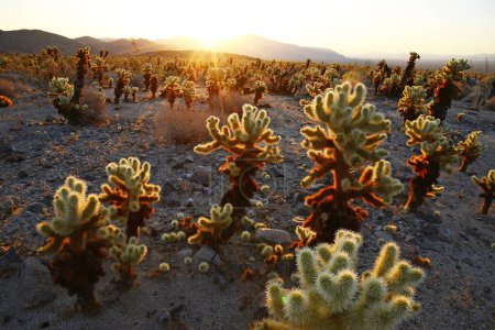 Téléchargez les photos : Cholla Cactus Jardin et rayons du soleil. Parc national Joshua Tree. Désert de Mojave - en image libre de droit