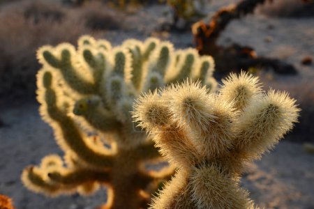 Téléchargez les photos : Cholla Cactus Jardin et lever du soleil. Parc national Joshua Tree. Désert de Mojave - en image libre de droit