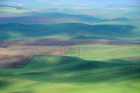 Téléchargez les photos : Belle zone de collines verdoyantes à Palouse - en image libre de droit