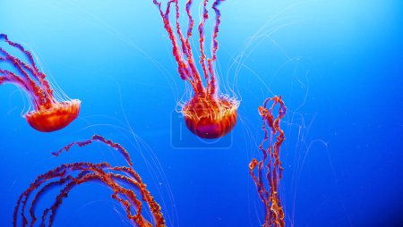 Téléchargez les photos : Gelées de mer, méduses aquatiques en eau bleue - en image libre de droit