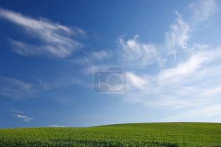 Photo for "wheat farm hill with blue sky" - Royalty Free Image