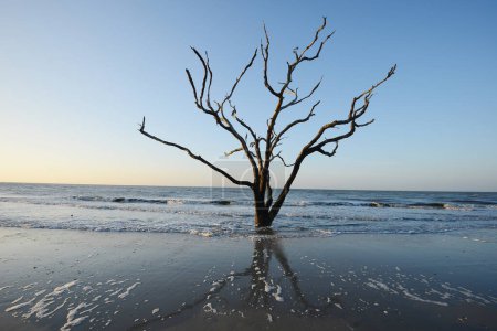 Foto de "Árbol muerto en la playa
" - Imagen libre de derechos