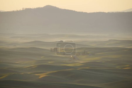 Photo for "green wheat hill from palouse" - Royalty Free Image
