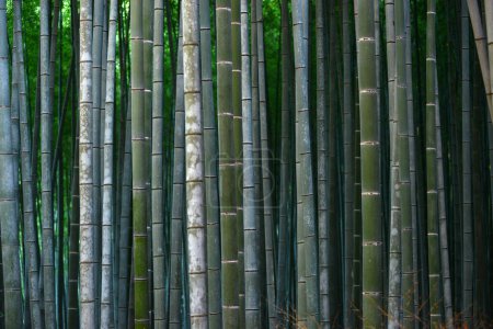 Photo for Jungle with bright green bamboo trees - Royalty Free Image