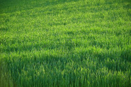 Photo for Green wheat hill from palouse - Royalty Free Image