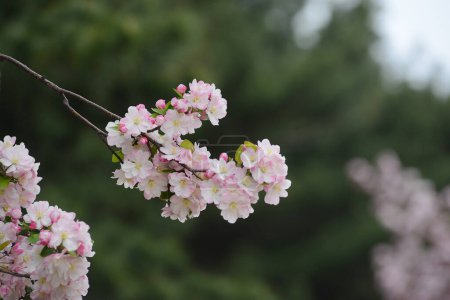 Photo for White cherry blooming flowers, spring time sakura tree - Royalty Free Image