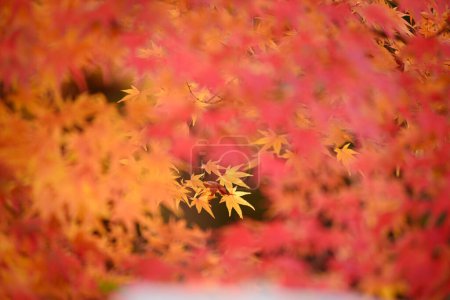 Foto de Vista panorámica del jardín de arce en Kyoto, Japón. - Imagen libre de derechos