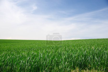Photo for "farm hill in washington" - Royalty Free Image