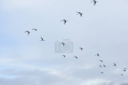 Photo for Japanese cranes flying in the sky - Royalty Free Image