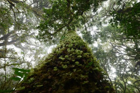 Foto de Troncos de árboles altos cubiertos de plantas en Tailandia Jungle - Imagen libre de derechos