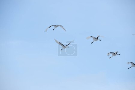 Foto de Grúas japonesas volando en el cielo - Imagen libre de derechos