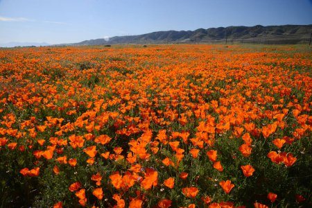 Foto de California poppy flowers growing on the field - Imagen libre de derechos
