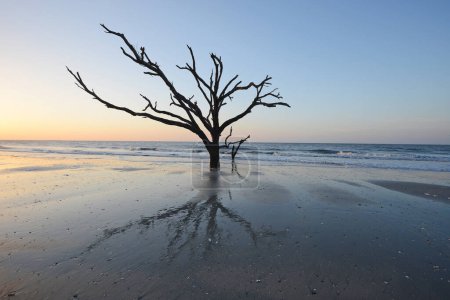 Foto de "Árbol muerto en la playa
" - Imagen libre de derechos