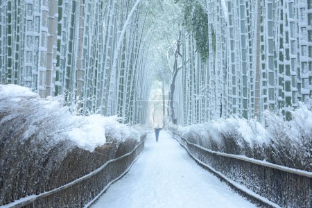 Photo for "Bamboo forest in snow" - Royalty Free Image