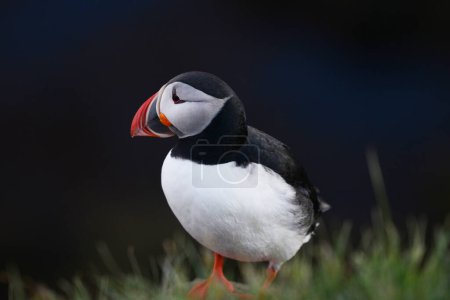 Téléchargez les photos : Vue rapprochée de l'oiseau dans l'habitat naturel - en image libre de droit
